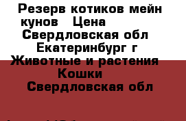 Резерв котиков мейн кунов › Цена ­ 10 000 - Свердловская обл., Екатеринбург г. Животные и растения » Кошки   . Свердловская обл.